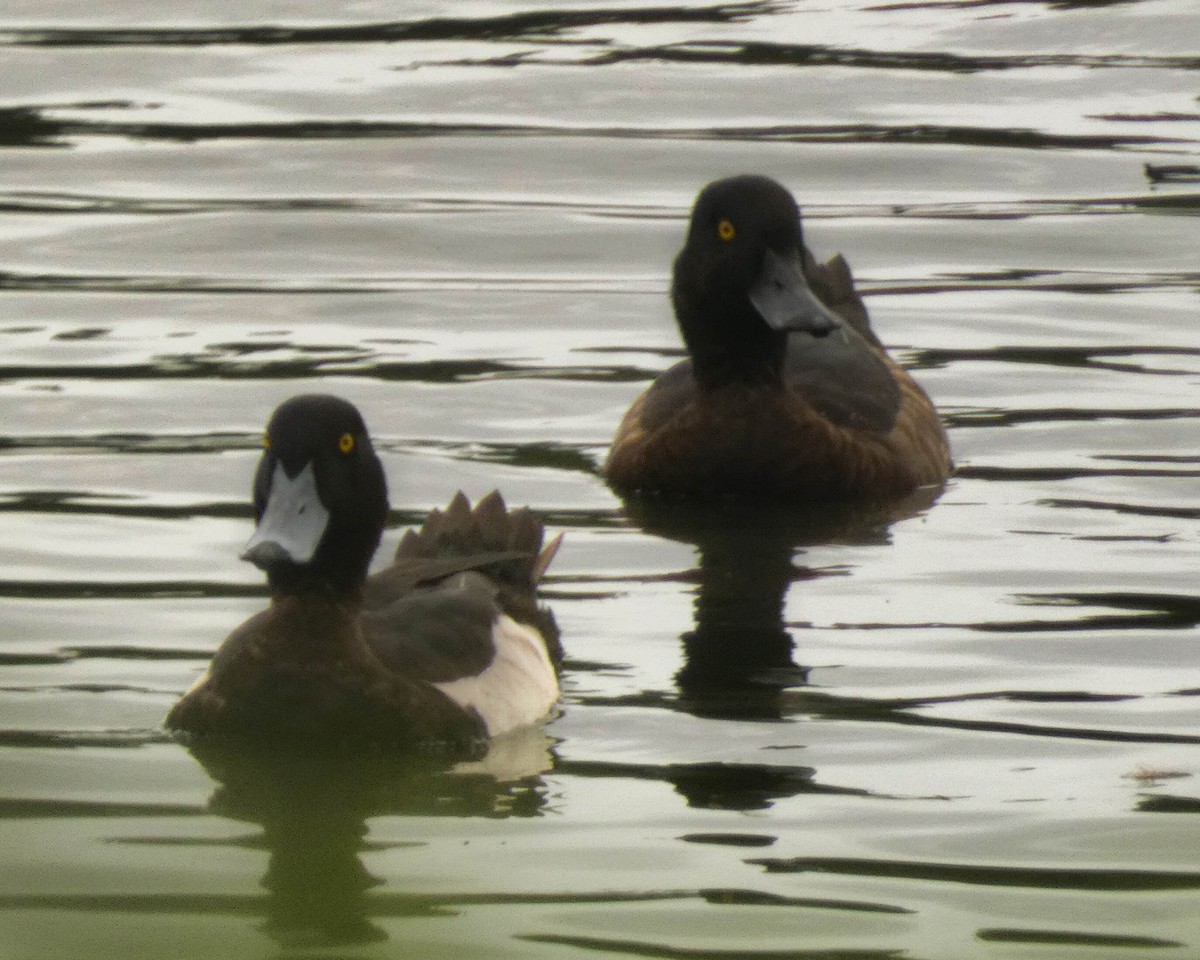 Tufted Duck - ML613492278