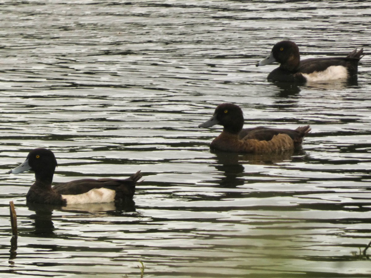 Tufted Duck - ML613492280