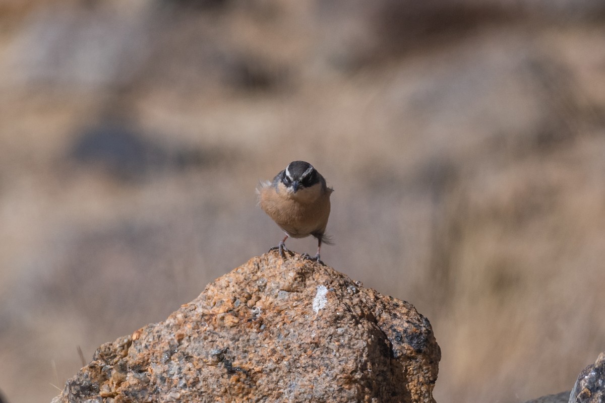 Brown Accentor - ML613492292