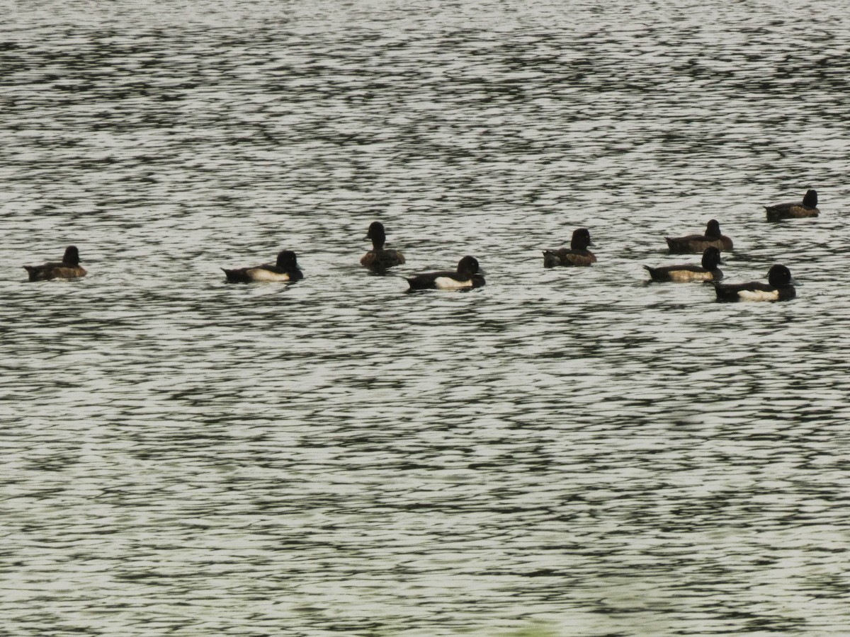 Tufted Duck - ML613492311