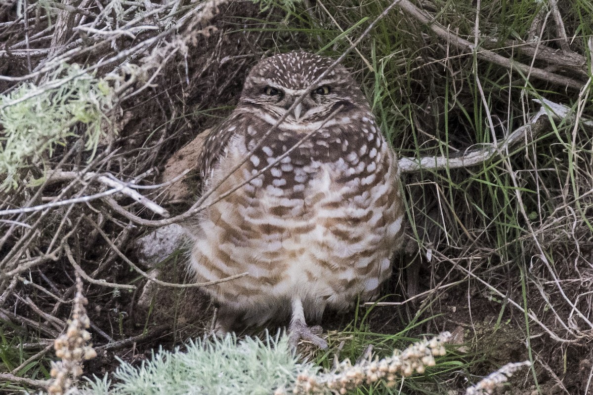 Burrowing Owl - ML613492463