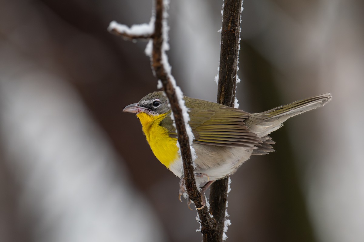 Yellow-breasted Chat - ML613492601