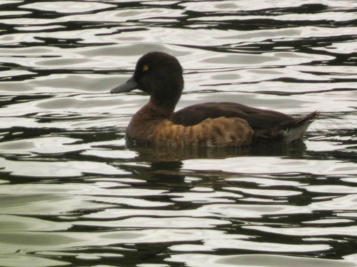 Tufted Duck - ML613492699