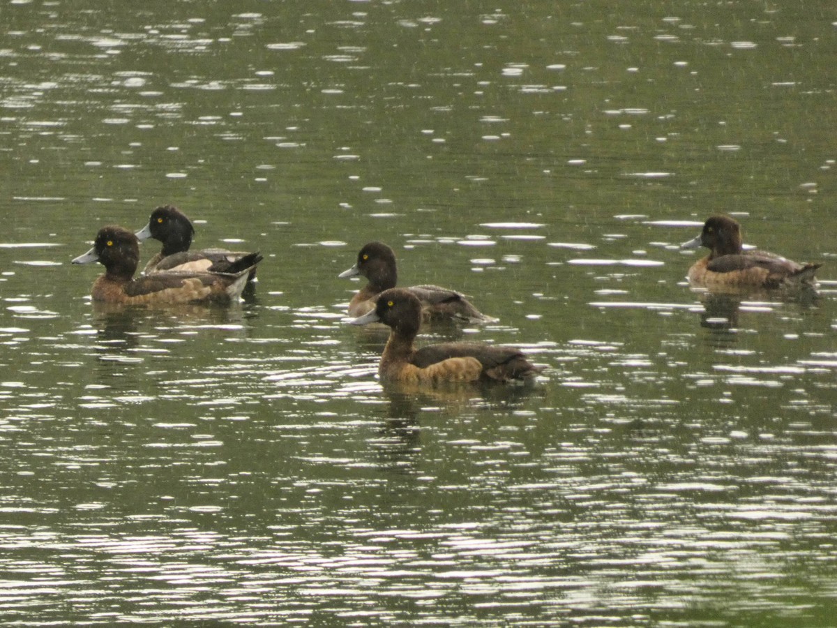 Tufted Duck - ML613492700