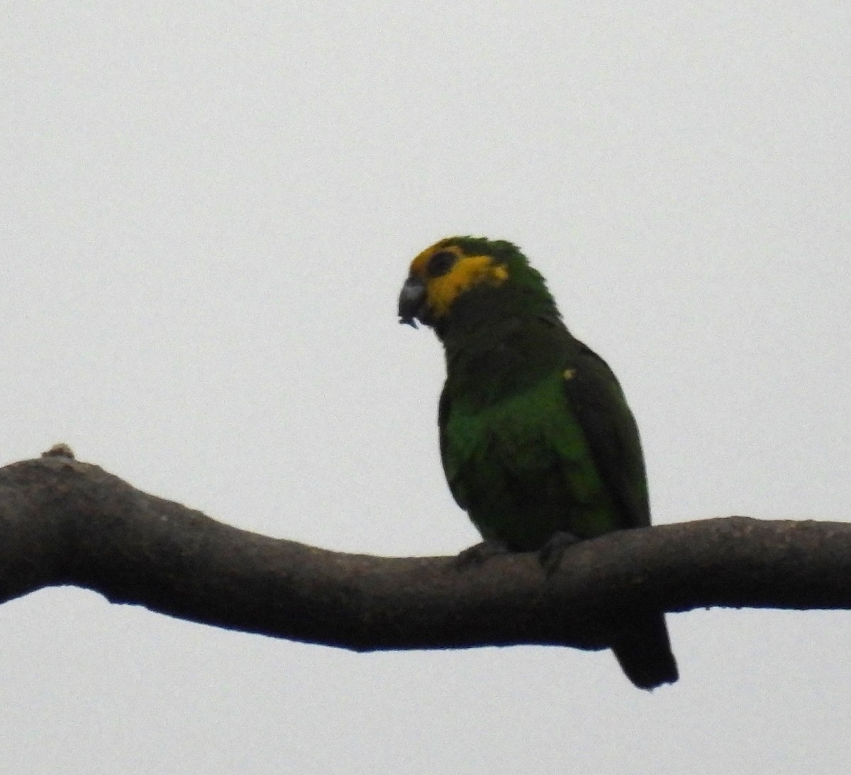 Yellow-fronted Parrot - ML613492987