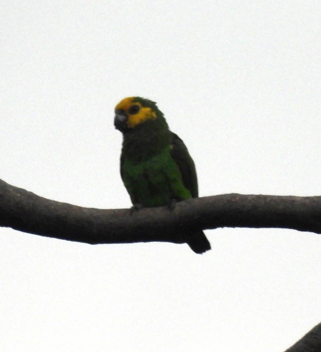 Yellow-fronted Parrot - Mike Coulson