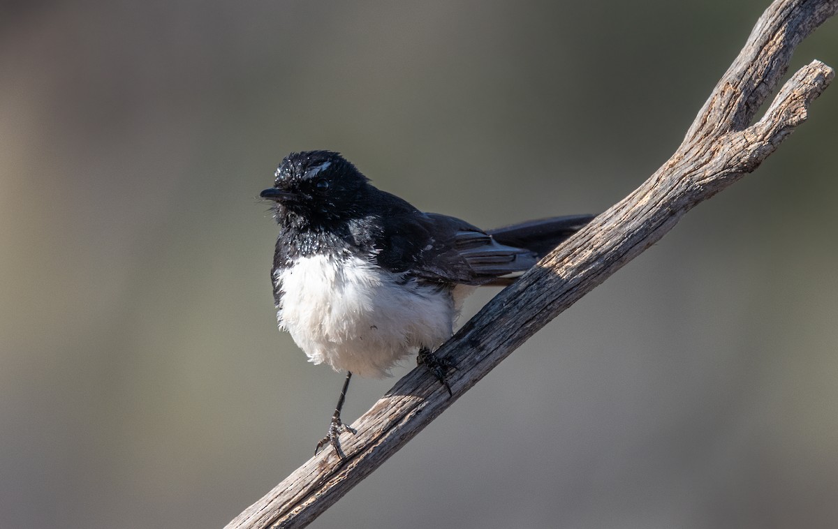 Willie-wagtail - ML613493037