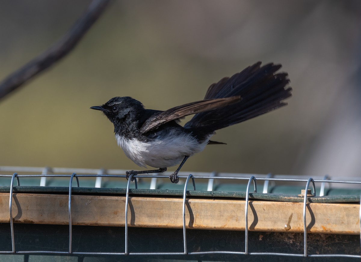 Willie-wagtail - ML613493038