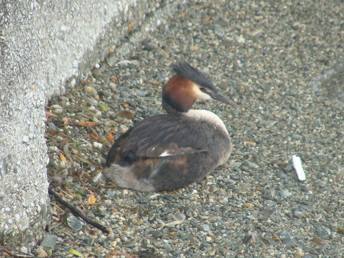 Great Crested Grebe - ML613493085