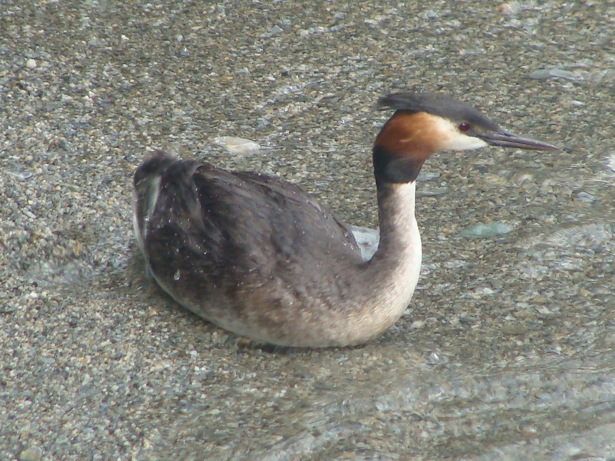 Great Crested Grebe - ML613493087