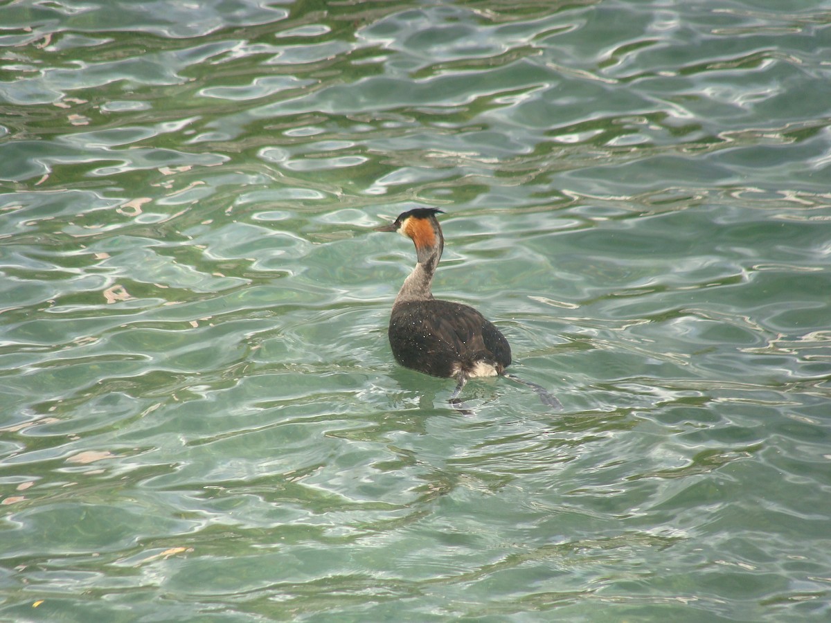 Great Crested Grebe - ML613493088