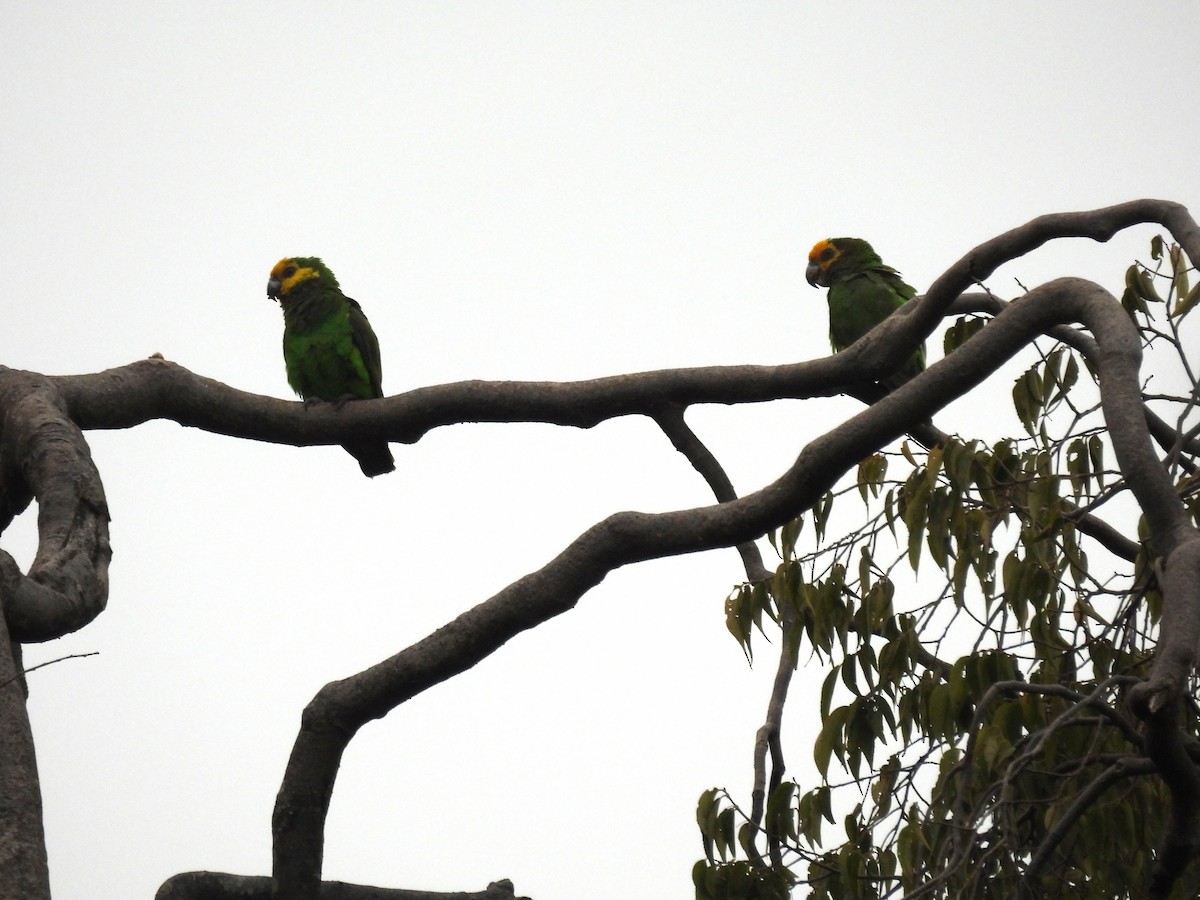 Yellow-fronted Parrot - ML613493169