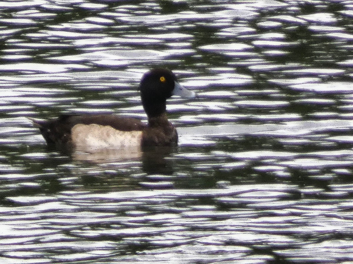 Tufted Duck - ML613493222