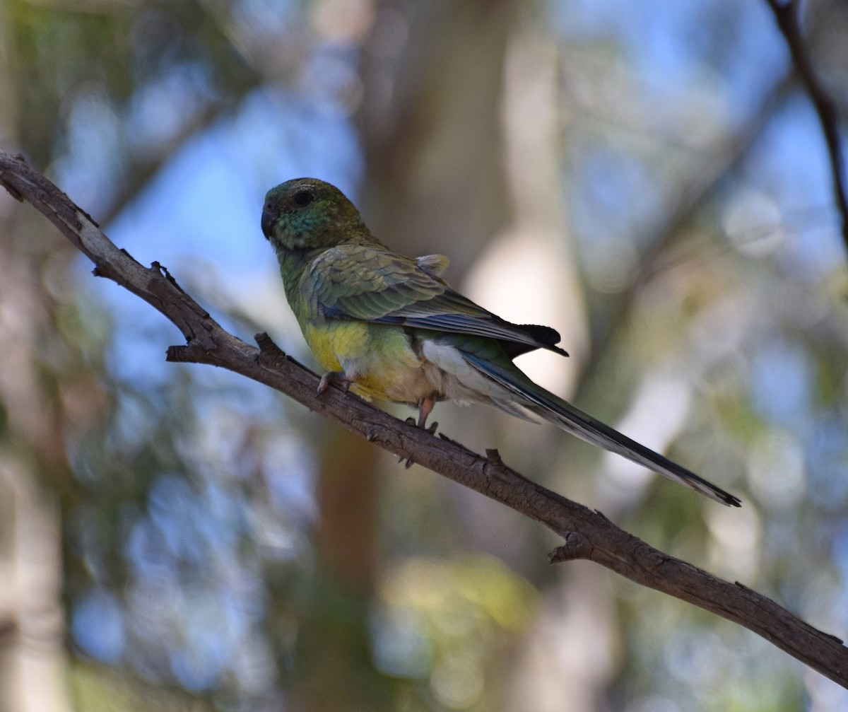 Red-rumped Parrot - ML613493276