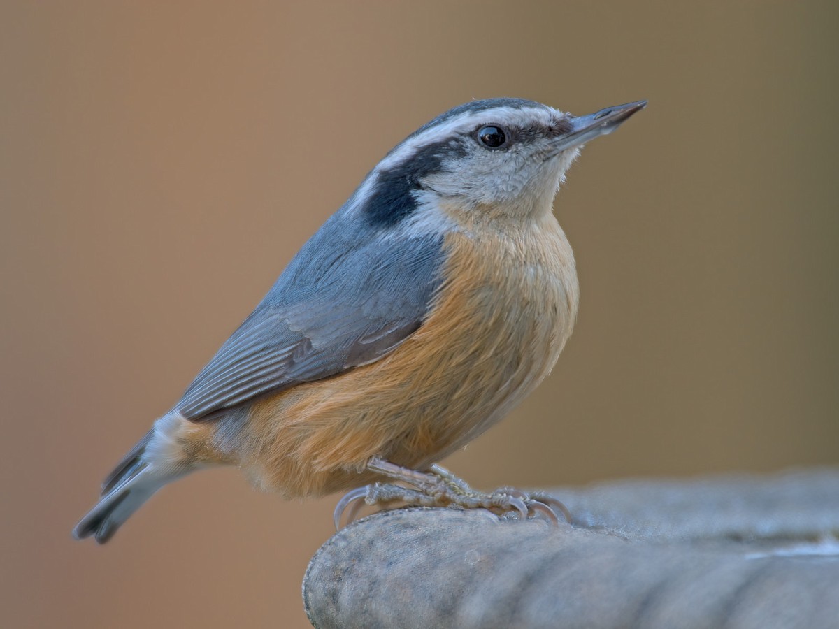 Red-breasted Nuthatch - ML613493310