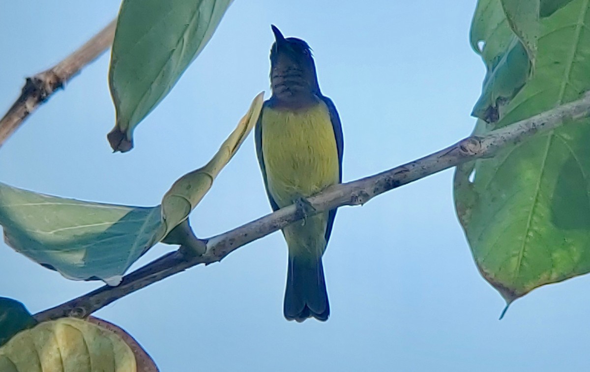 Brown-throated Sunbird - Jay VanderGaast