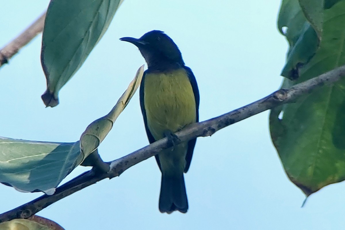 Brown-throated Sunbird - ML613494014