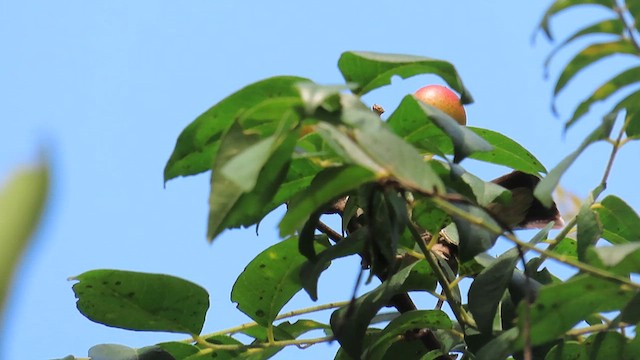 Pale-billed Flowerpecker - ML613494658