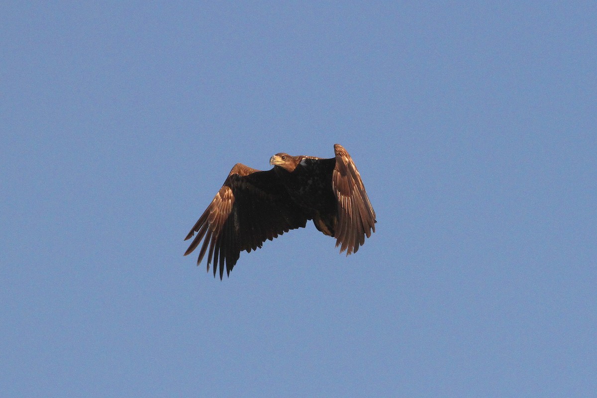 White-tailed Eagle - ML613494911