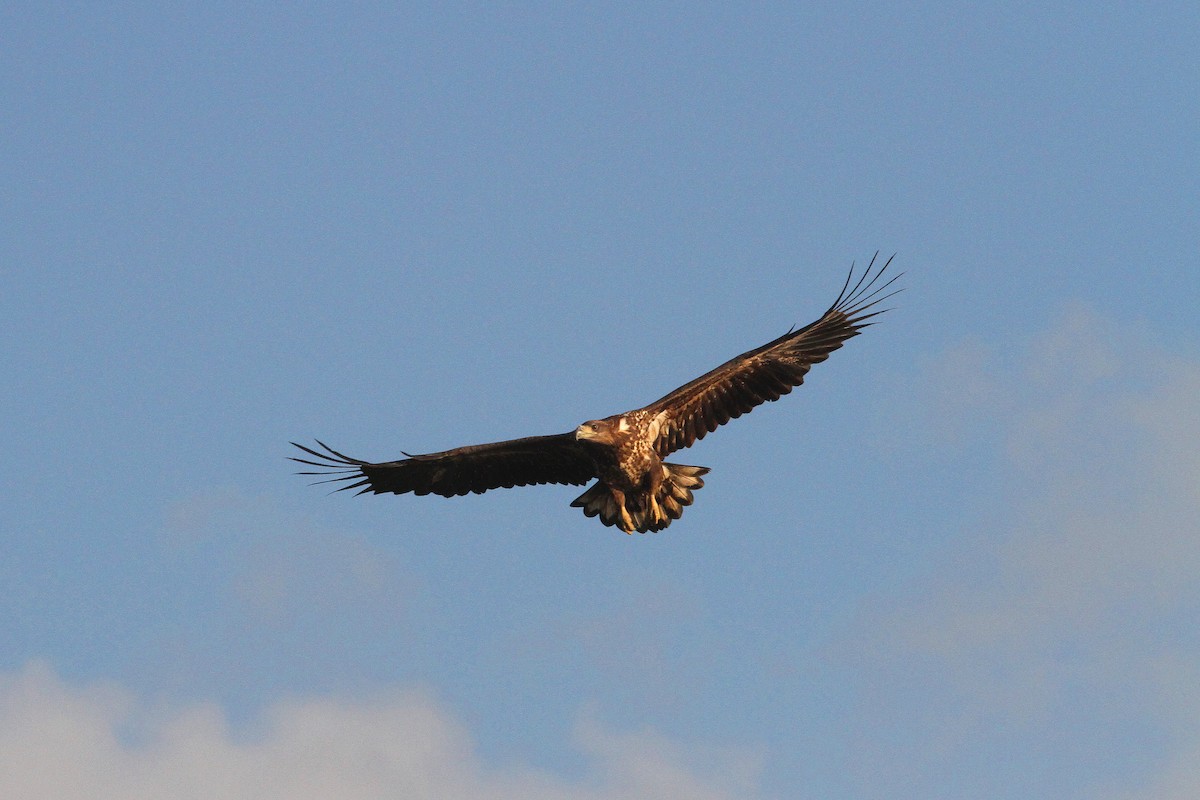 White-tailed Eagle - ML613494913