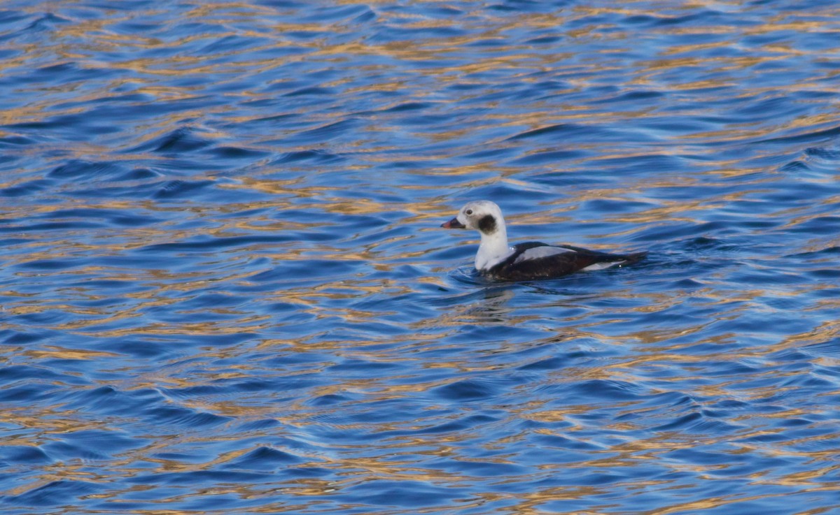 Long-tailed Duck - ML613496034