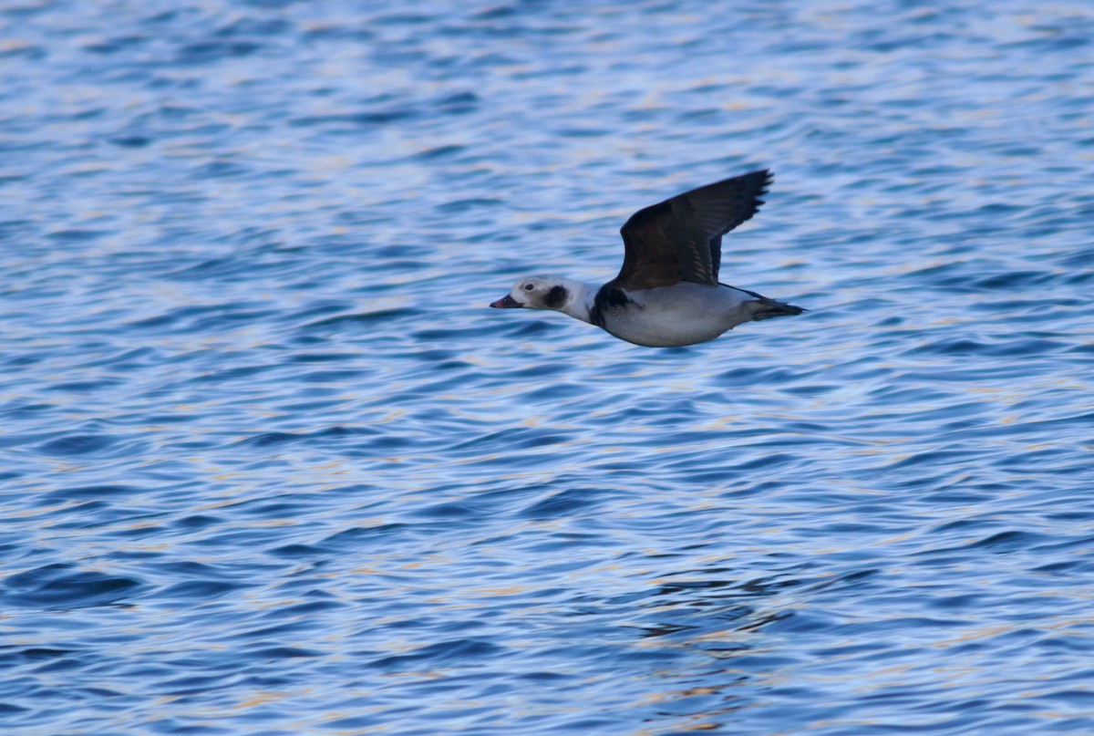 Long-tailed Duck - ML613496036