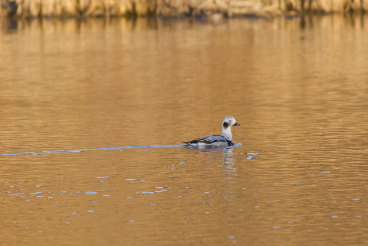 Long-tailed Duck - ML613496040