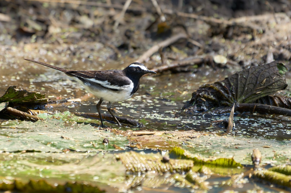 White-browed Wagtail - ML613496101