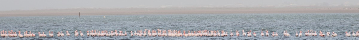 Greater Flamingo - ML613496116