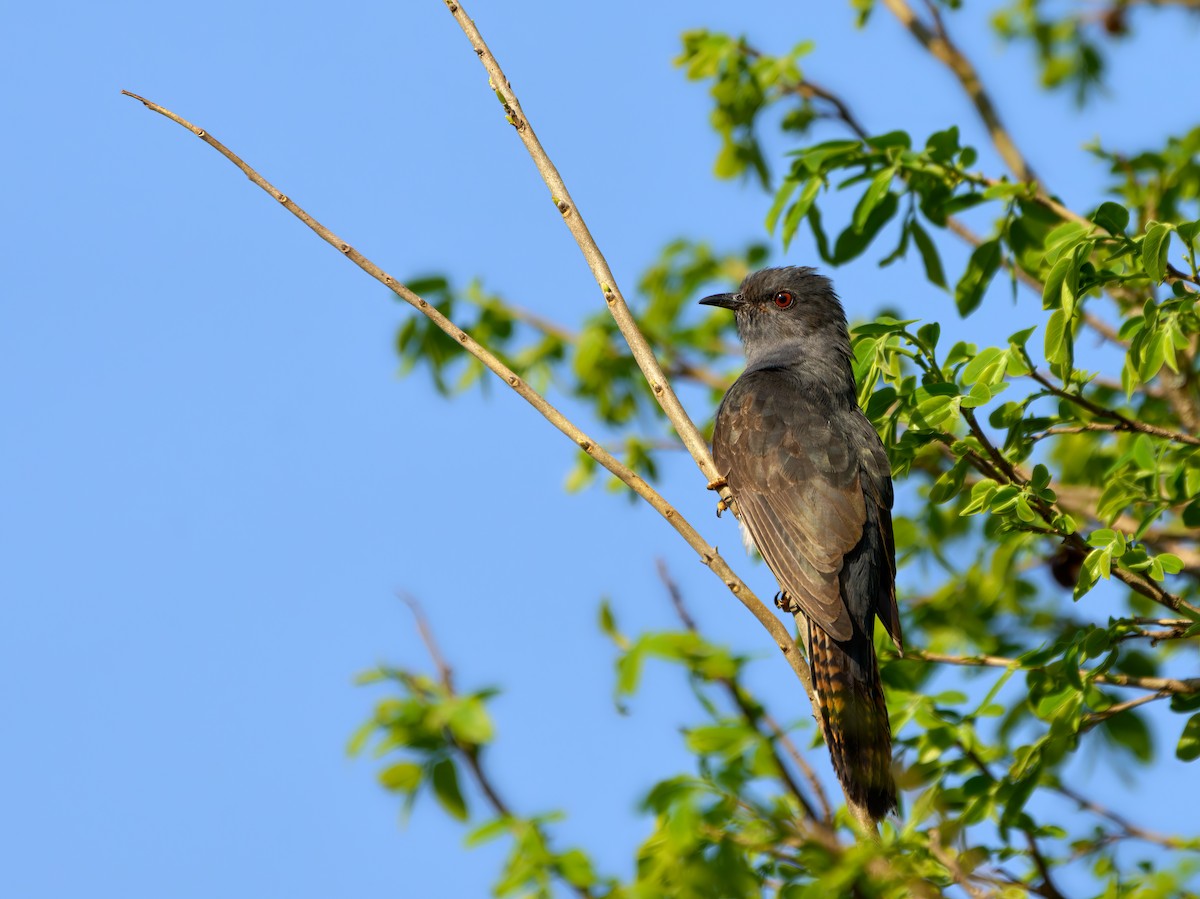 Gray-bellied Cuckoo - Andrew Wilson