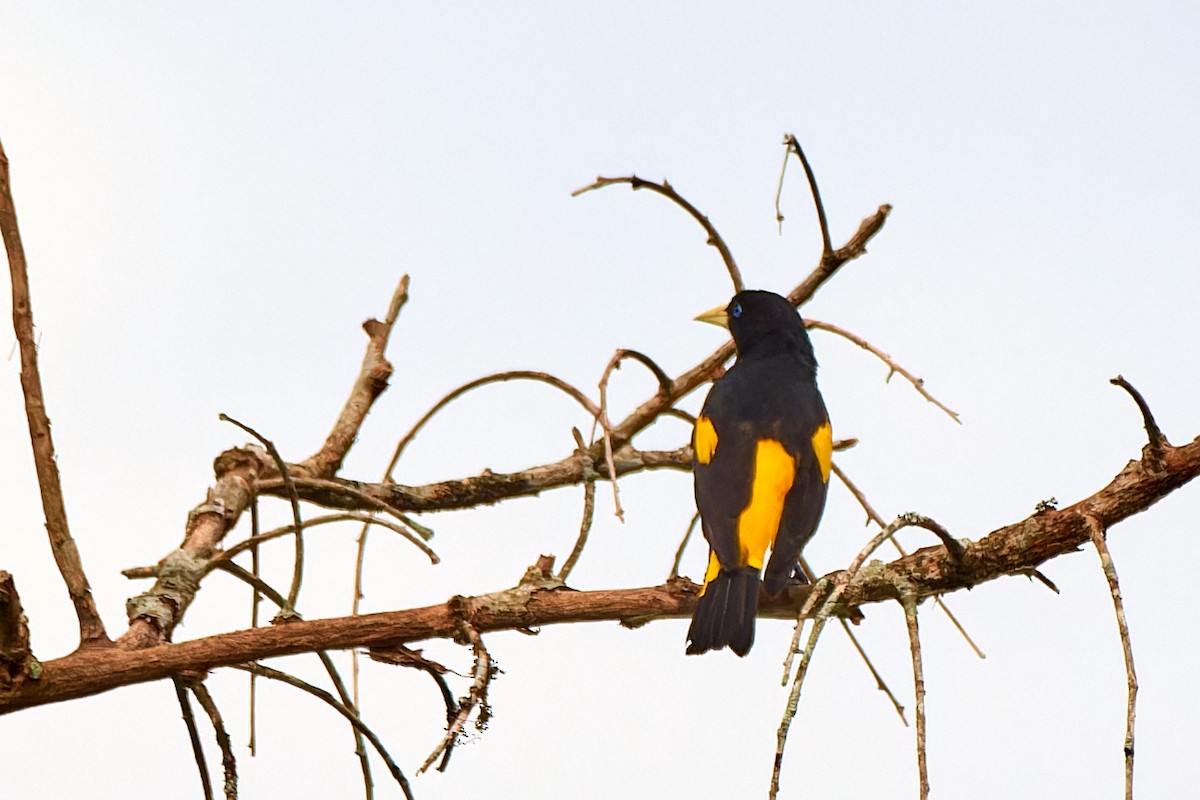 Yellow-rumped Cacique - ML613496204