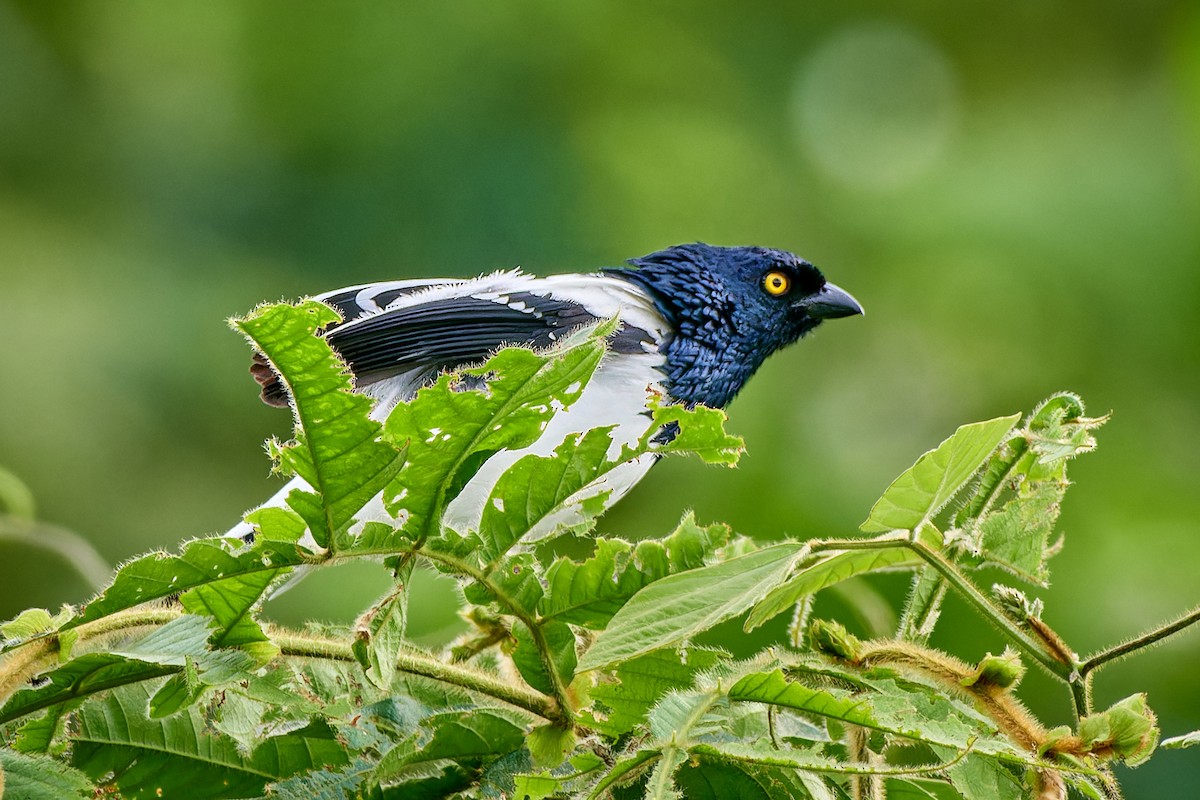 Magpie Tanager - ML613496247