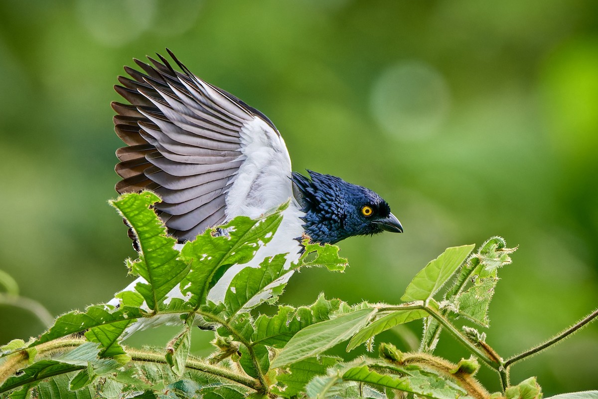 Magpie Tanager - ML613496248