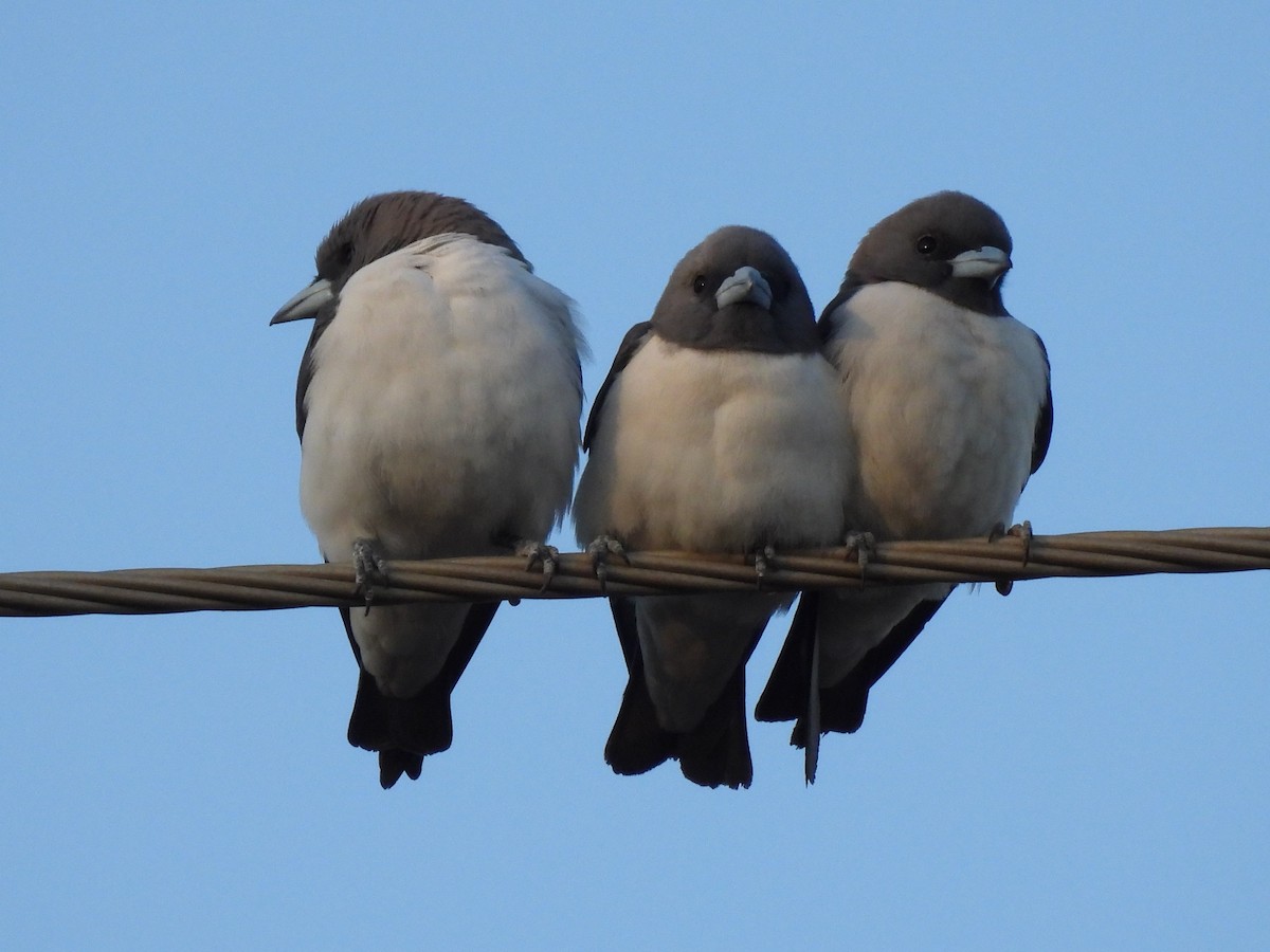 White-breasted Woodswallow - ML613496316