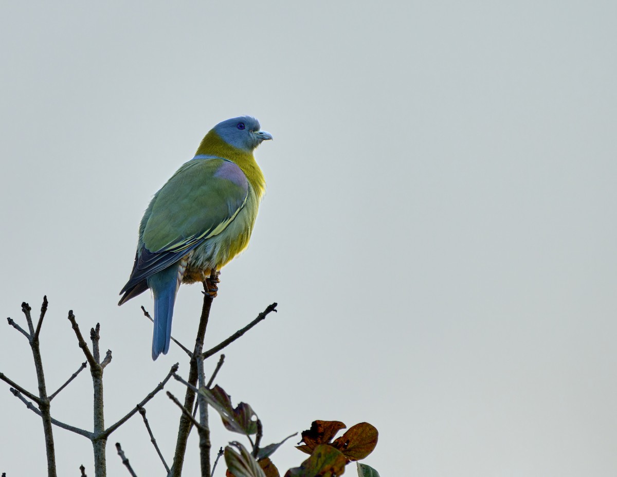 Yellow-footed Green-Pigeon - ML613496450