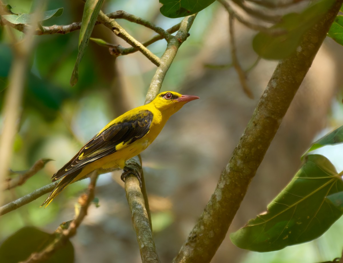 Indian Golden Oriole - ML613496487