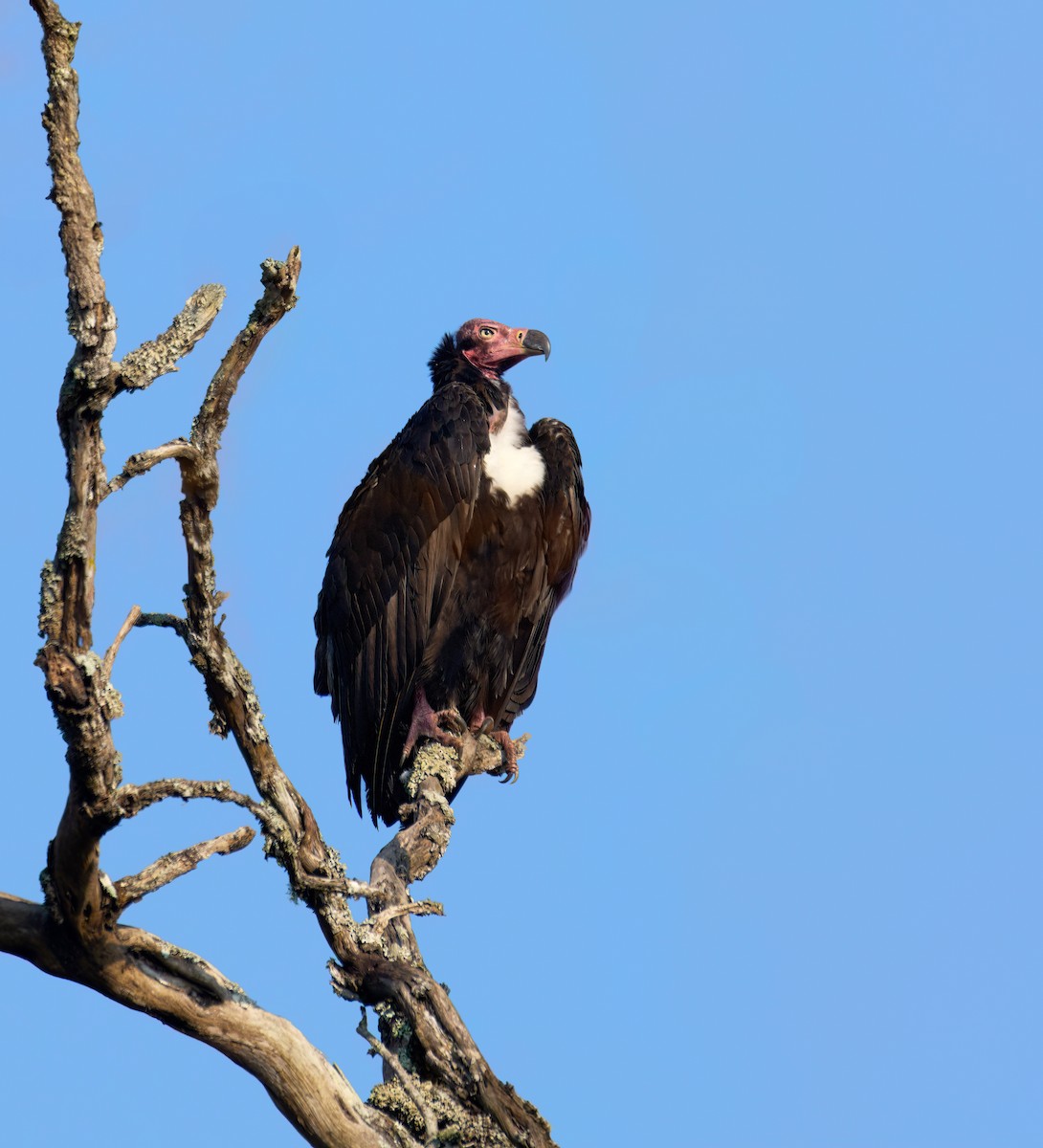 Red-headed Vulture - ML613496525