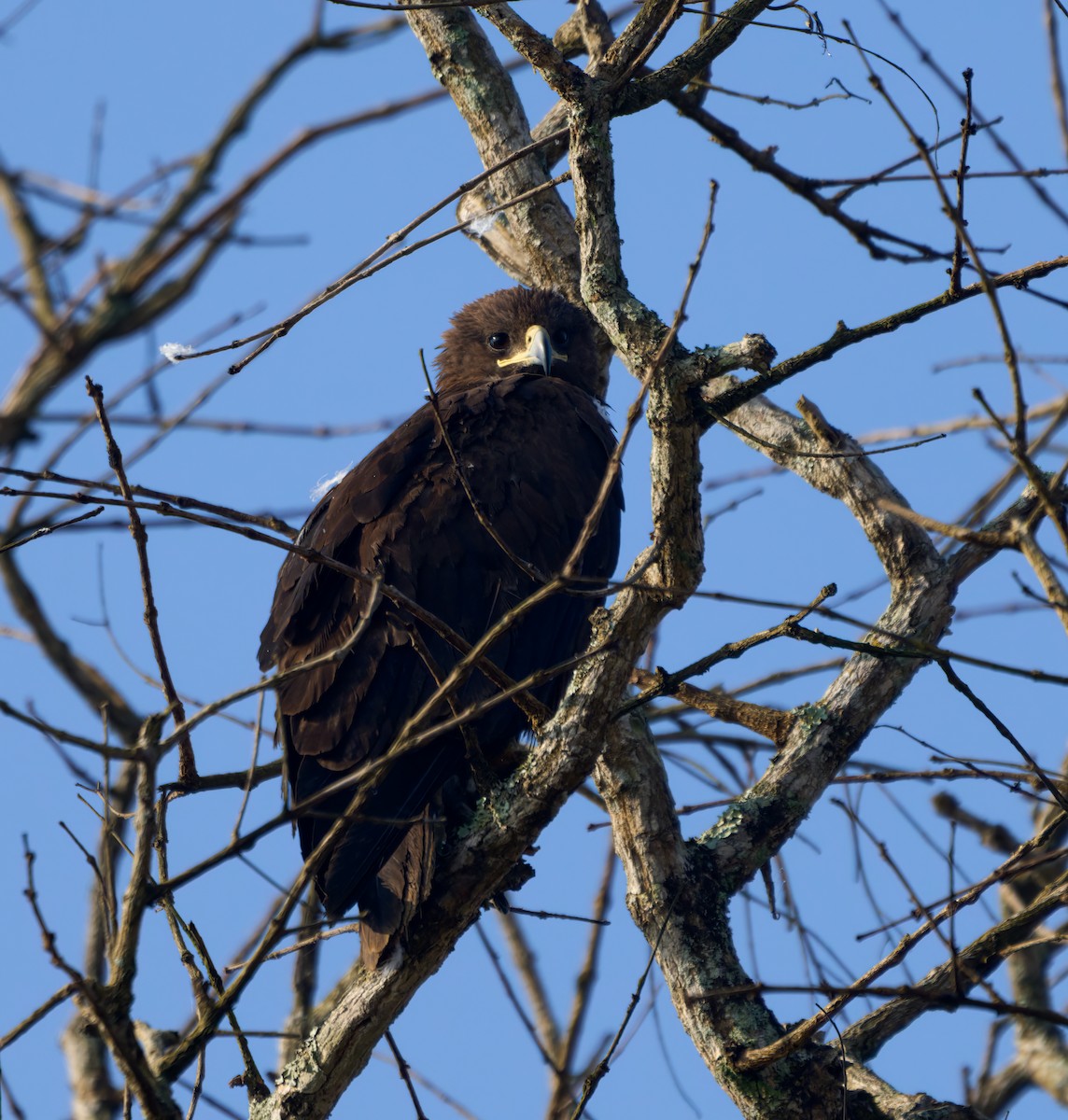 Greater Spotted Eagle - ML613496528