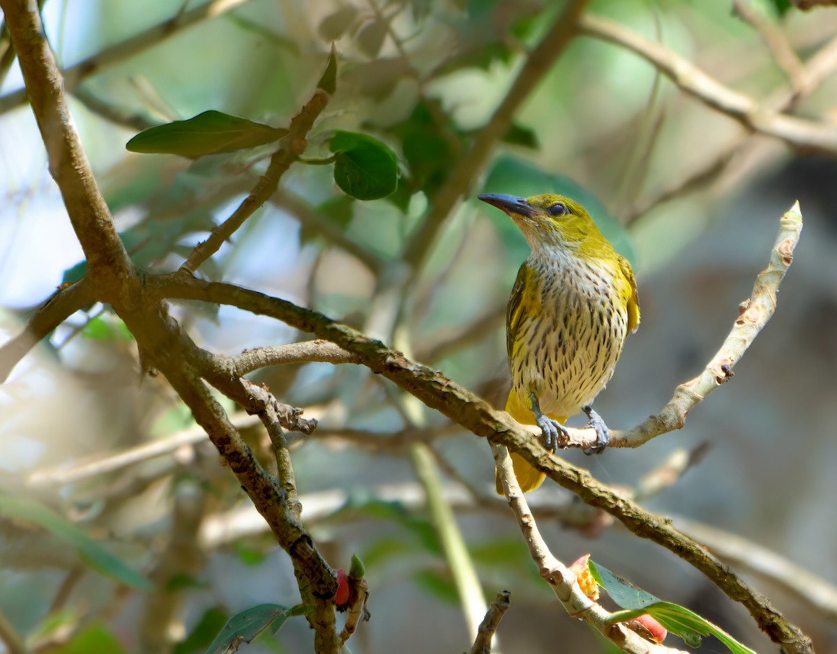 Indian Golden Oriole - ML613496534
