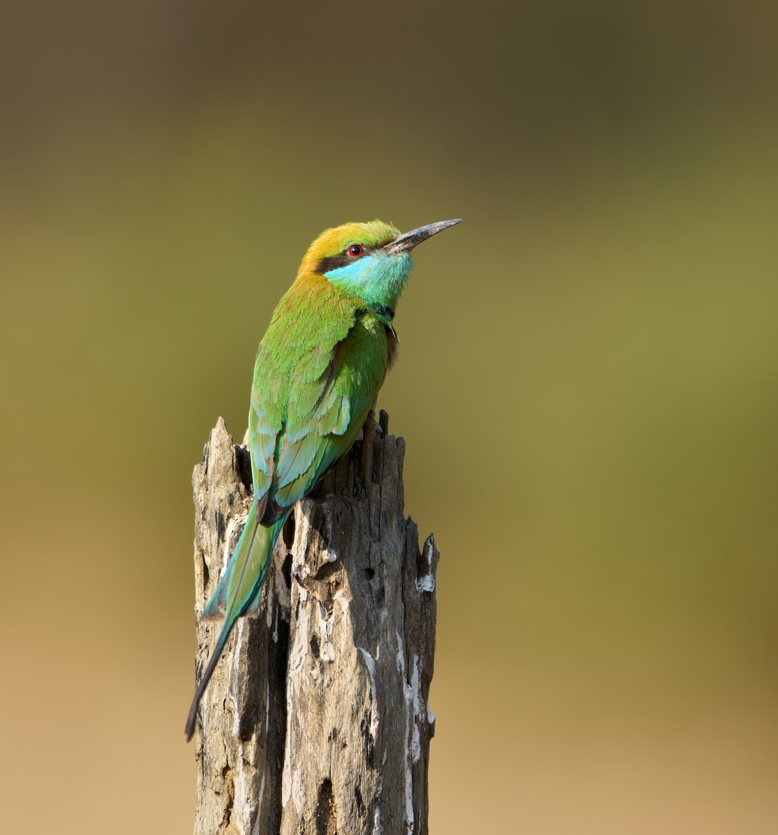 Asian Green Bee-eater - Andrew Wilson