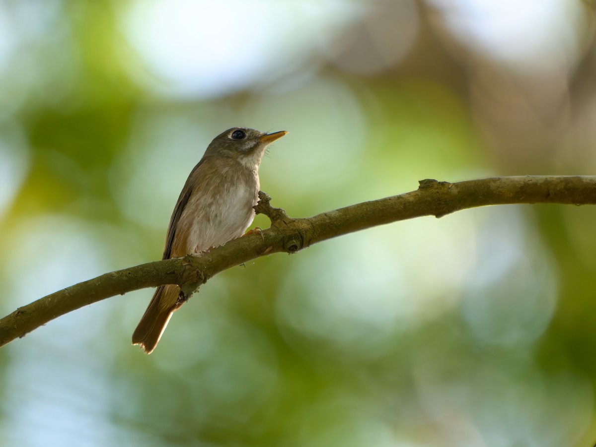 Brown-breasted Flycatcher - ML613496577