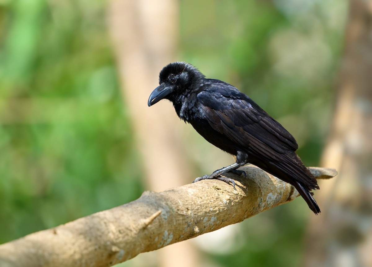 Large-billed Crow (Indian Jungle) - ML613496580