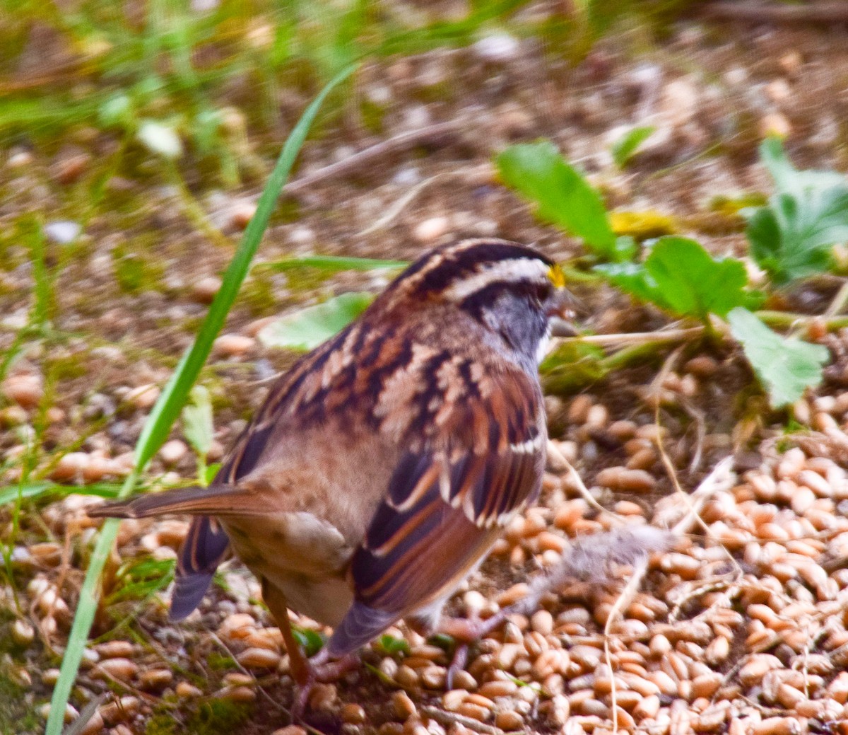 White-throated Sparrow - Freddy Rivas