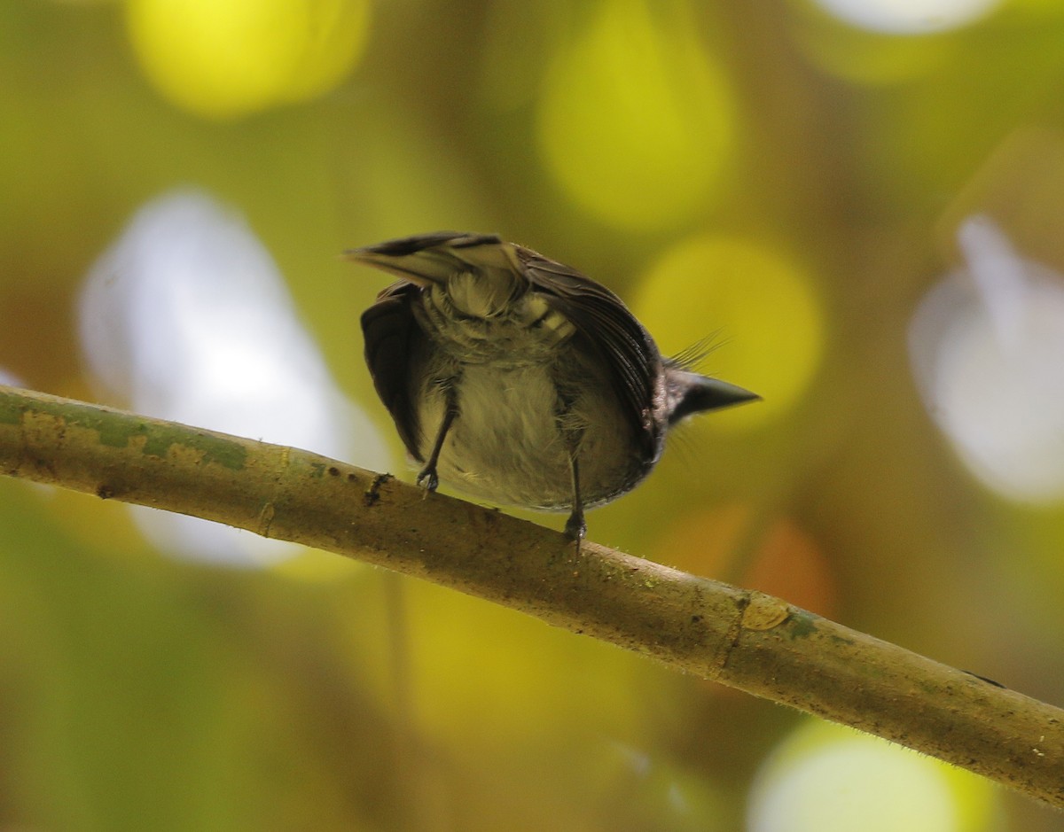 Spotted Fantail - ML613496882