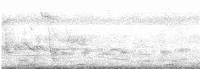 Чайка білошия (підвид novaehollandiae) - ML613497076