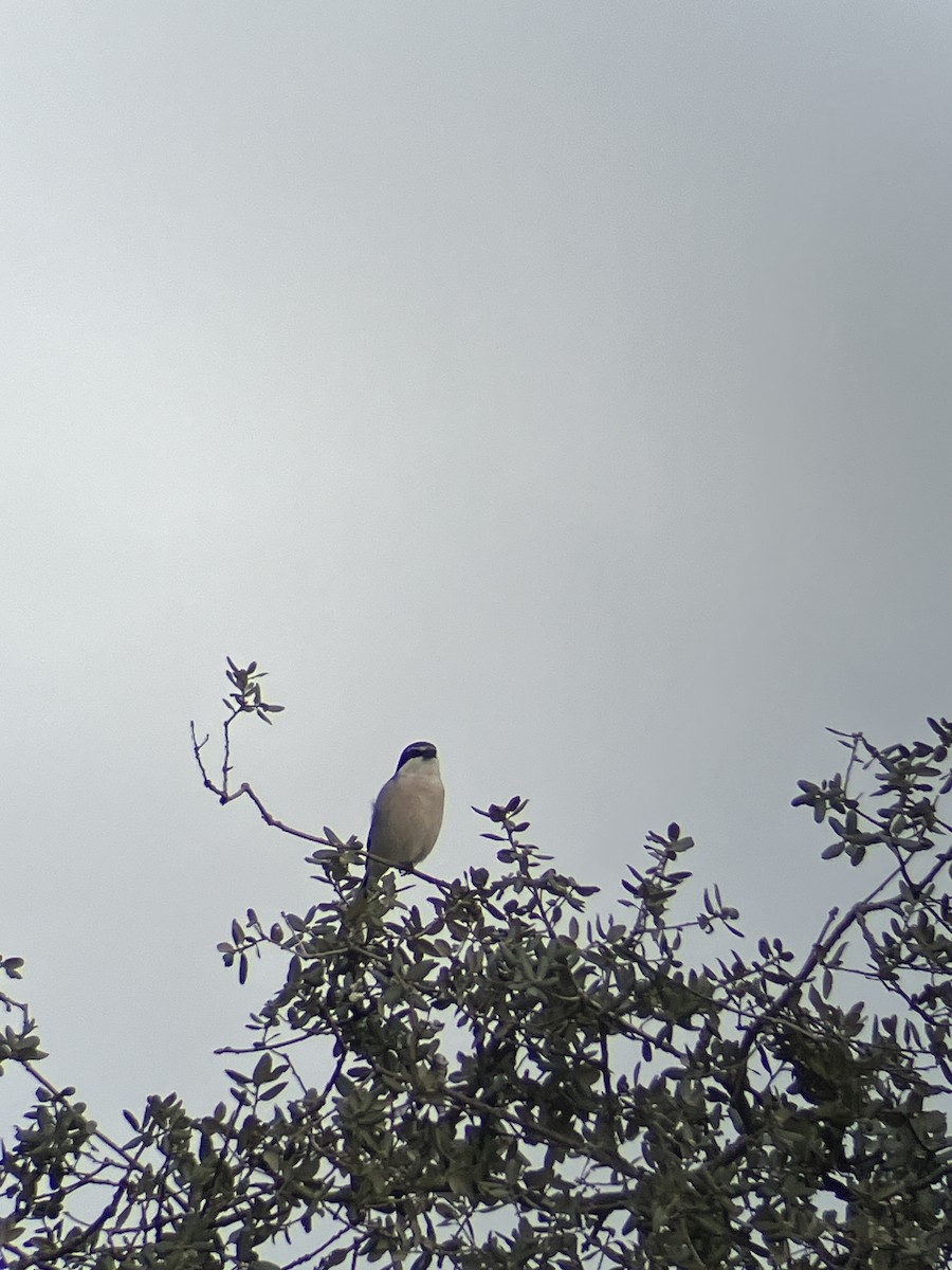 Iberian Gray Shrike - ML613497128