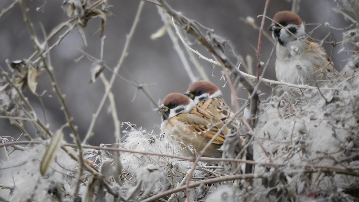 Eurasian Tree Sparrow - ML613497422