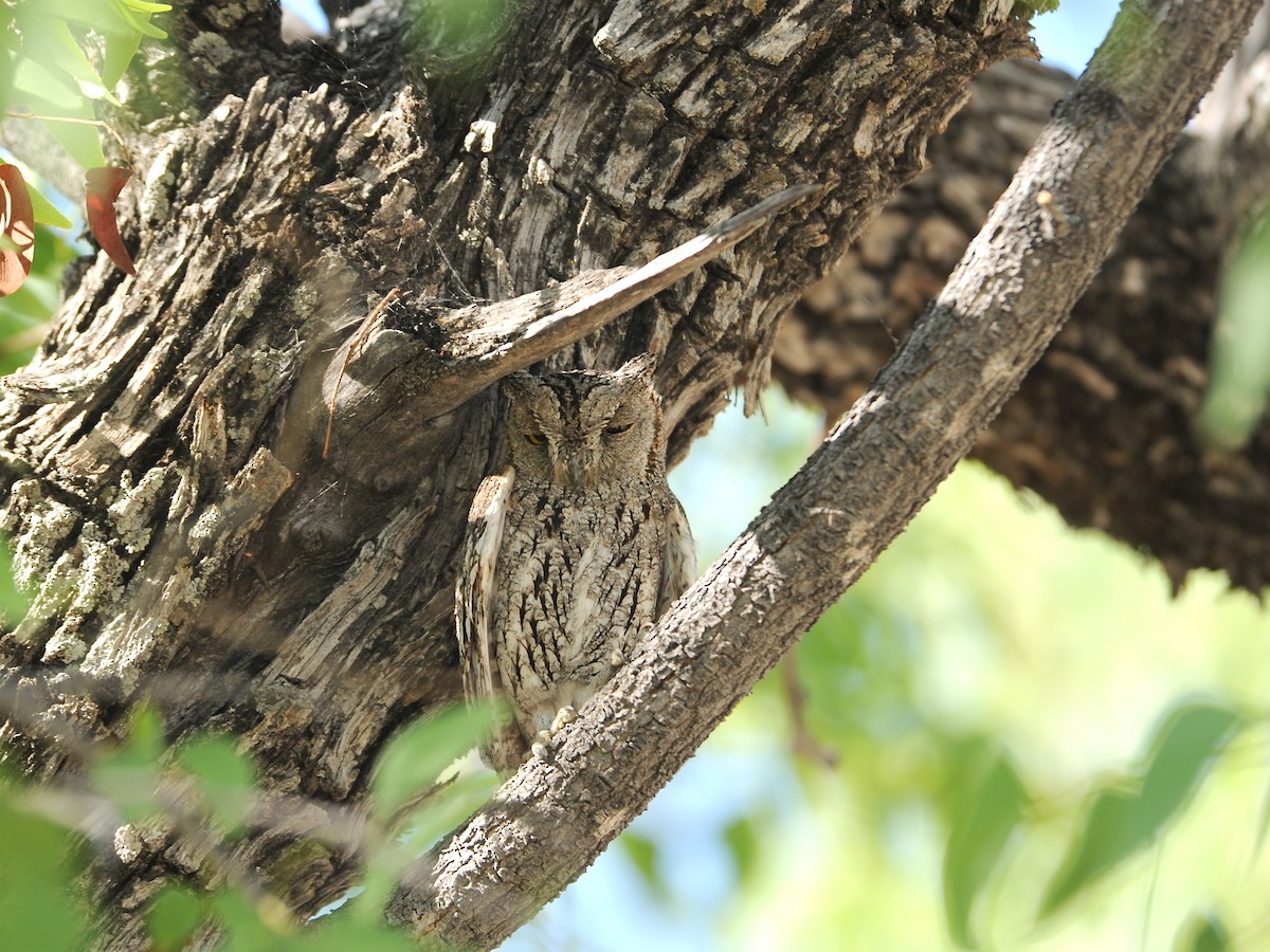 African Scops-Owl - ML613497728