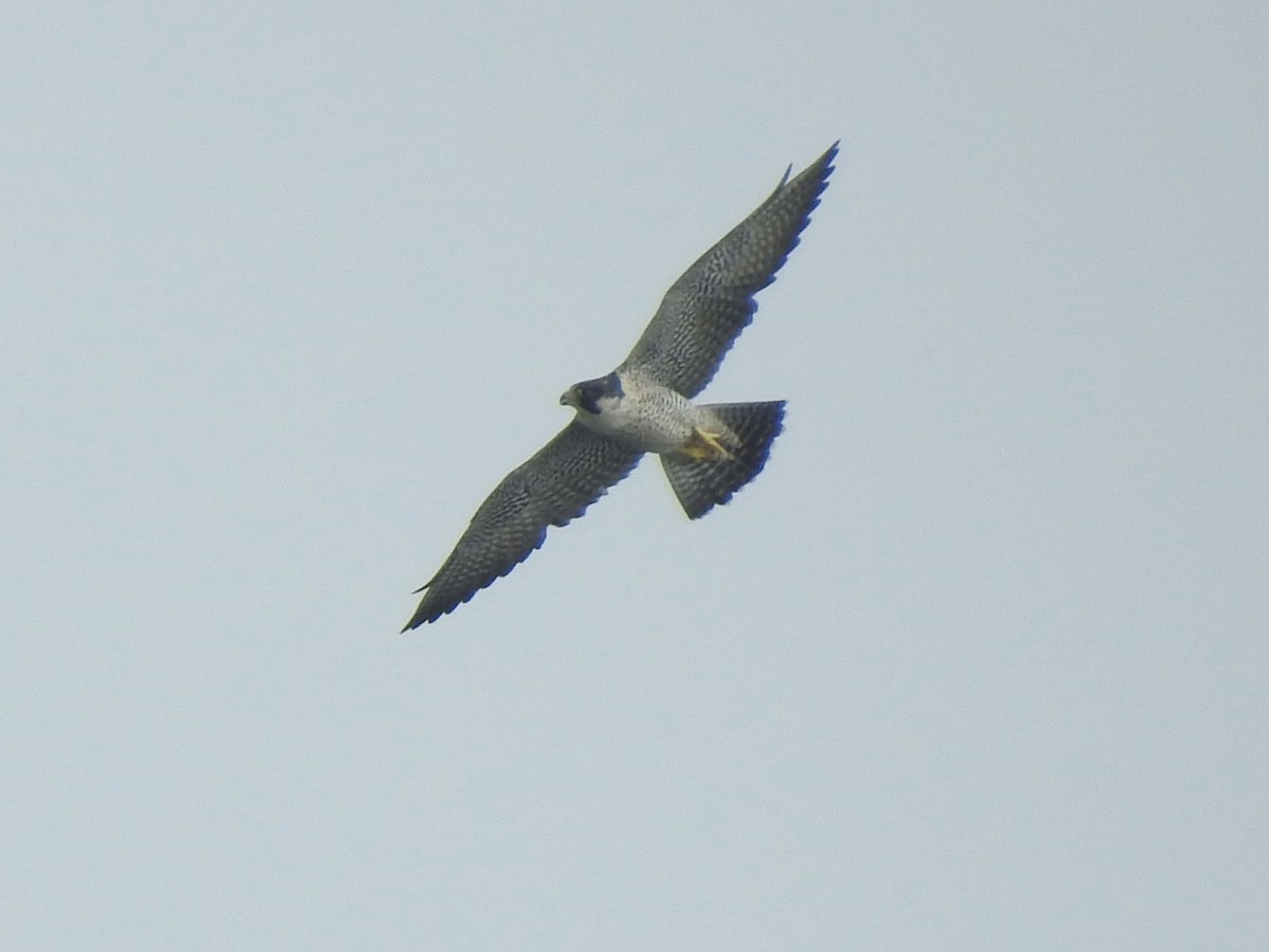 Peregrine Falcon - Victoria Vosburg