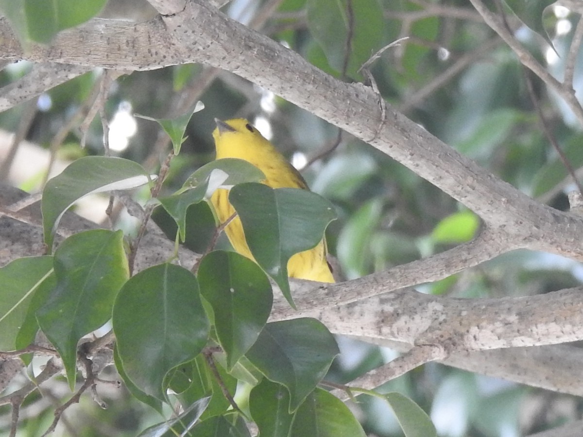 Yellow Warbler - ML613497777